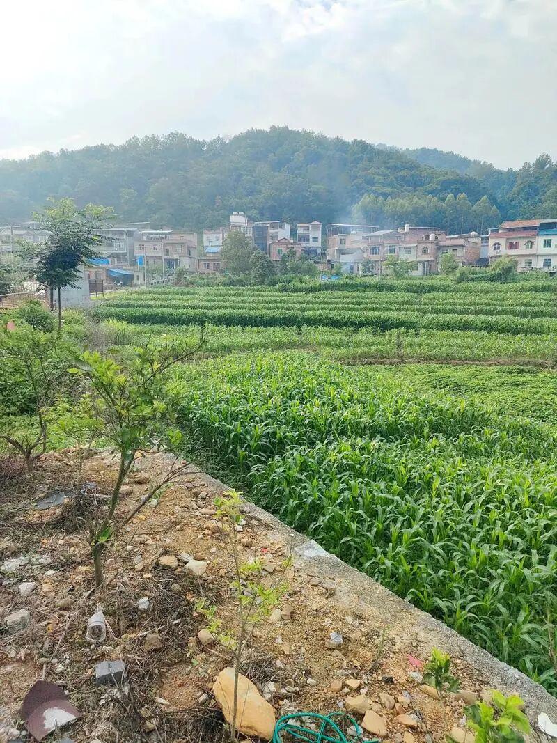 小鸟体育登录入口-下一代都不回农村，还有必要回老家建房吗？说回农村建房人傻的，才是真不懂